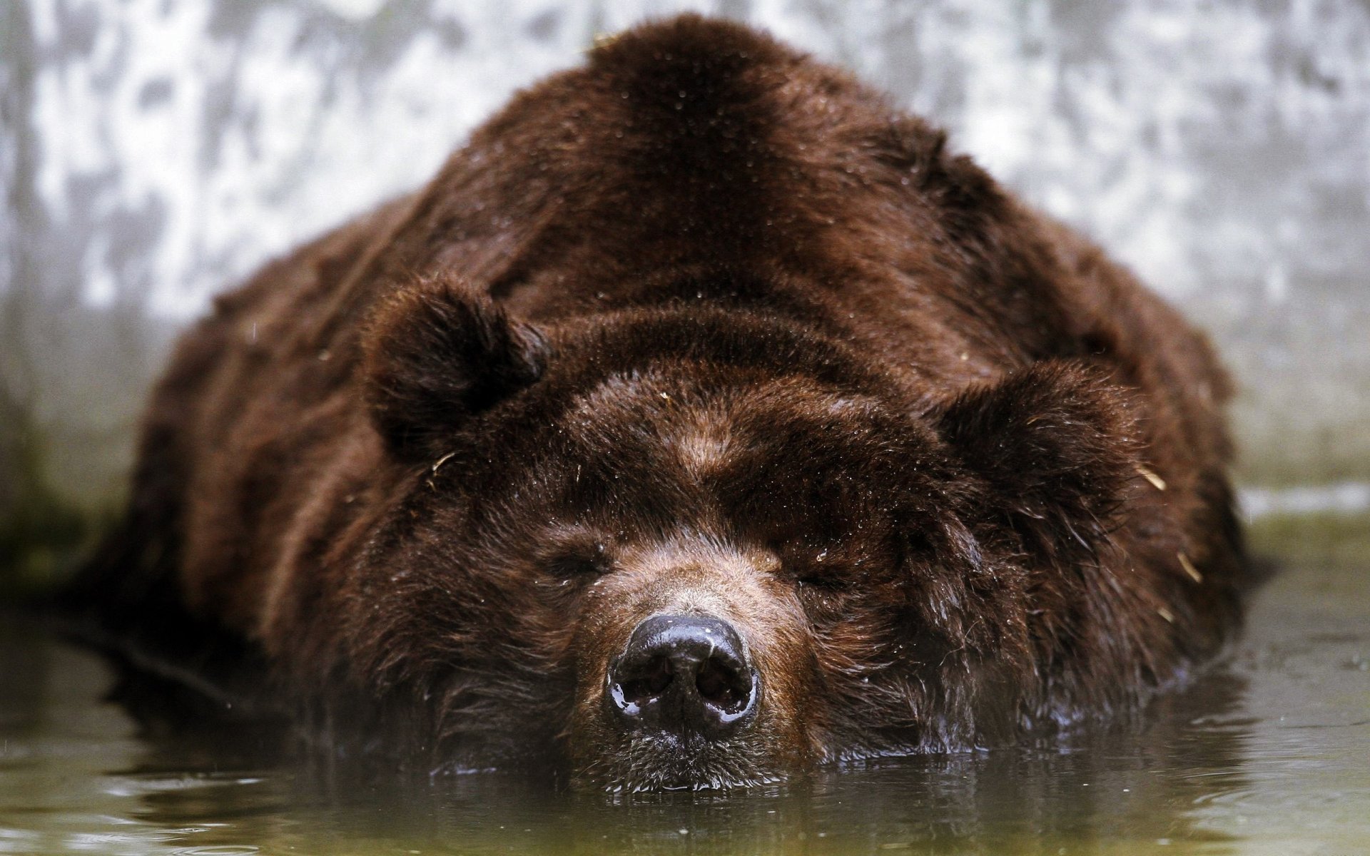 braun bär wasser ruhe schnauze