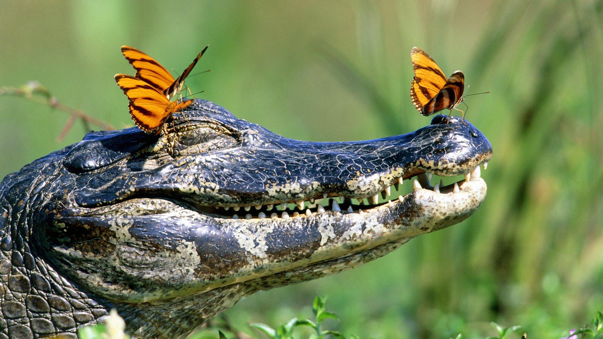 krokodil schmetterlinge mund zähne