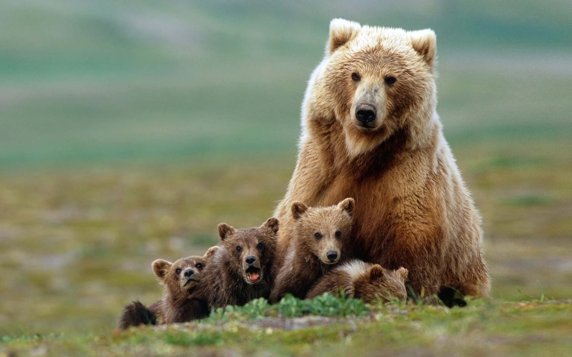 orsi dipper cuccioli grizzly famiglia