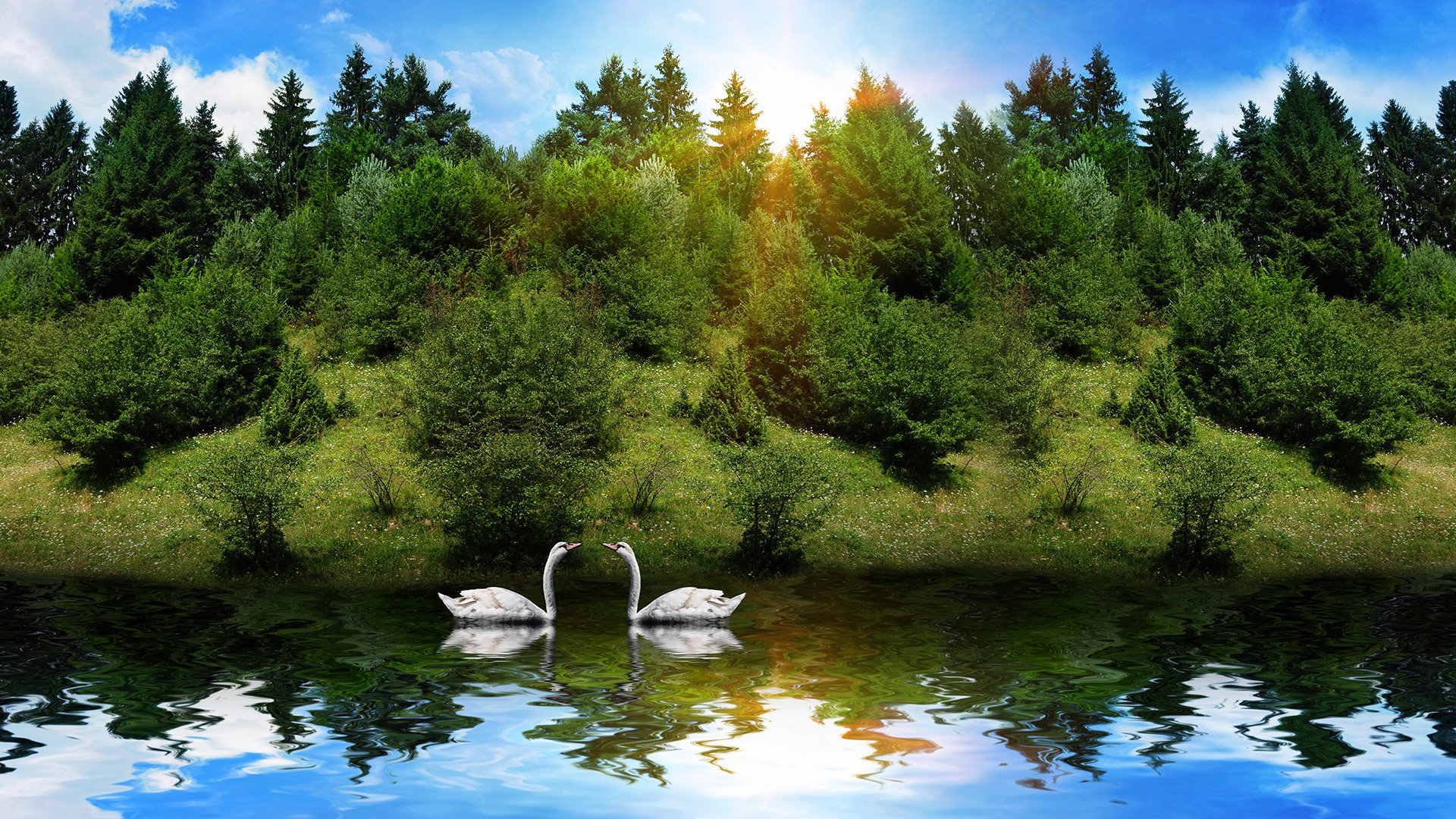 animals swans river forest sun reflection