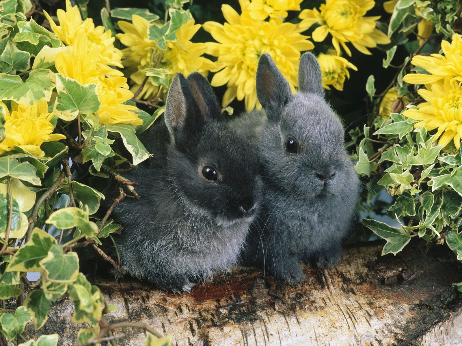 kaninchen paar baumstämme blumen