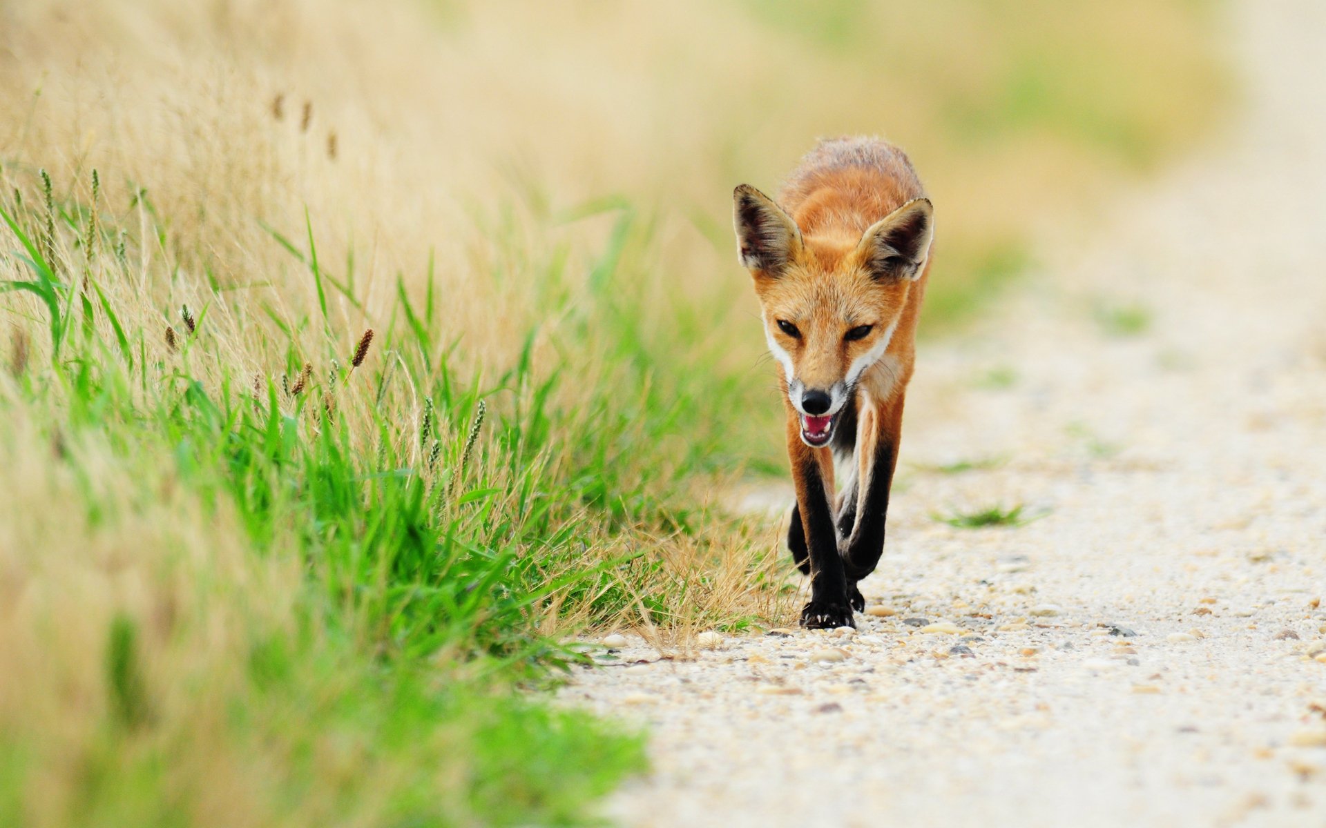 renard renard roux herbe animal