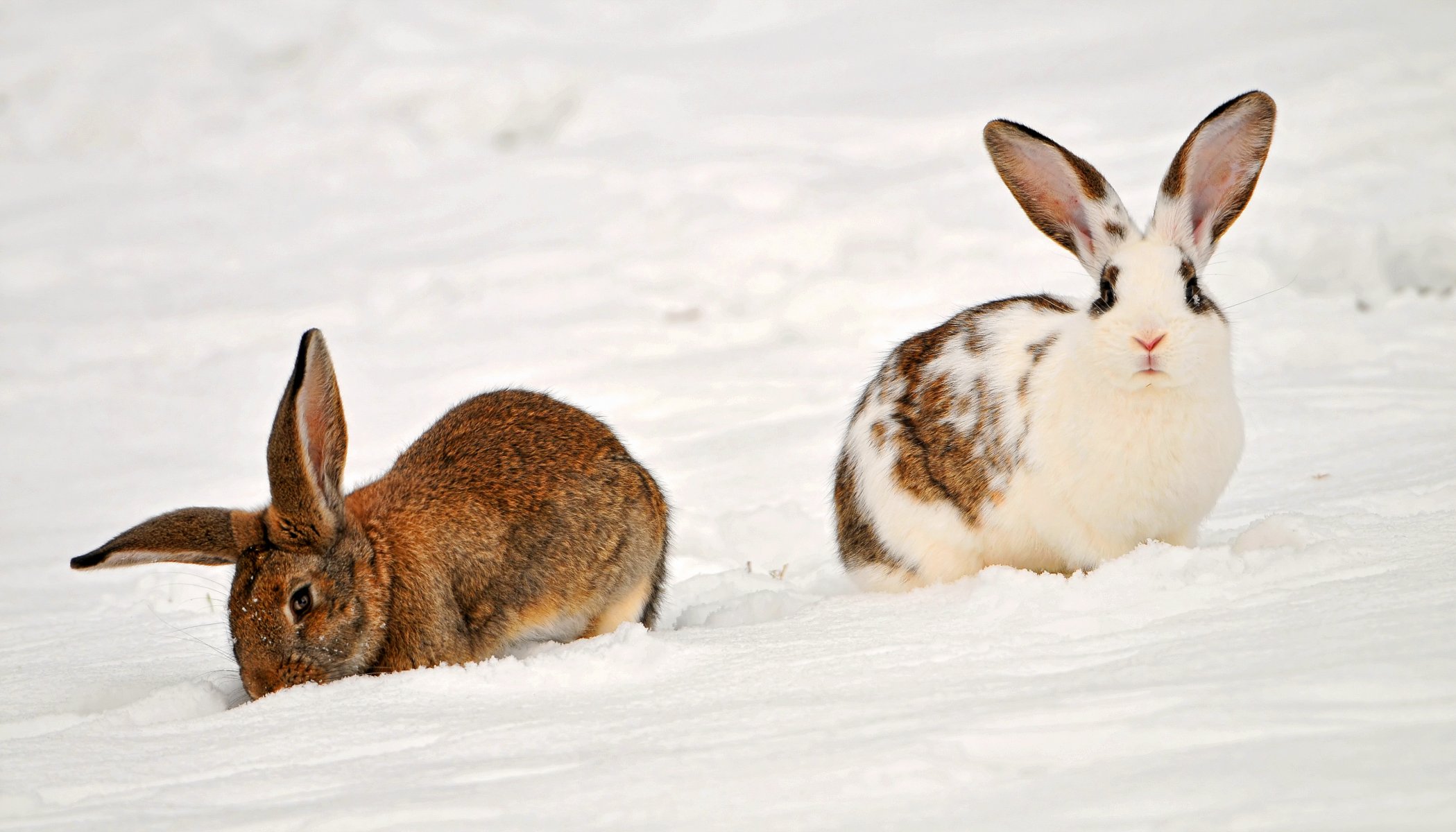 tiere zwei kaninchen im schnee kaninchen schnee