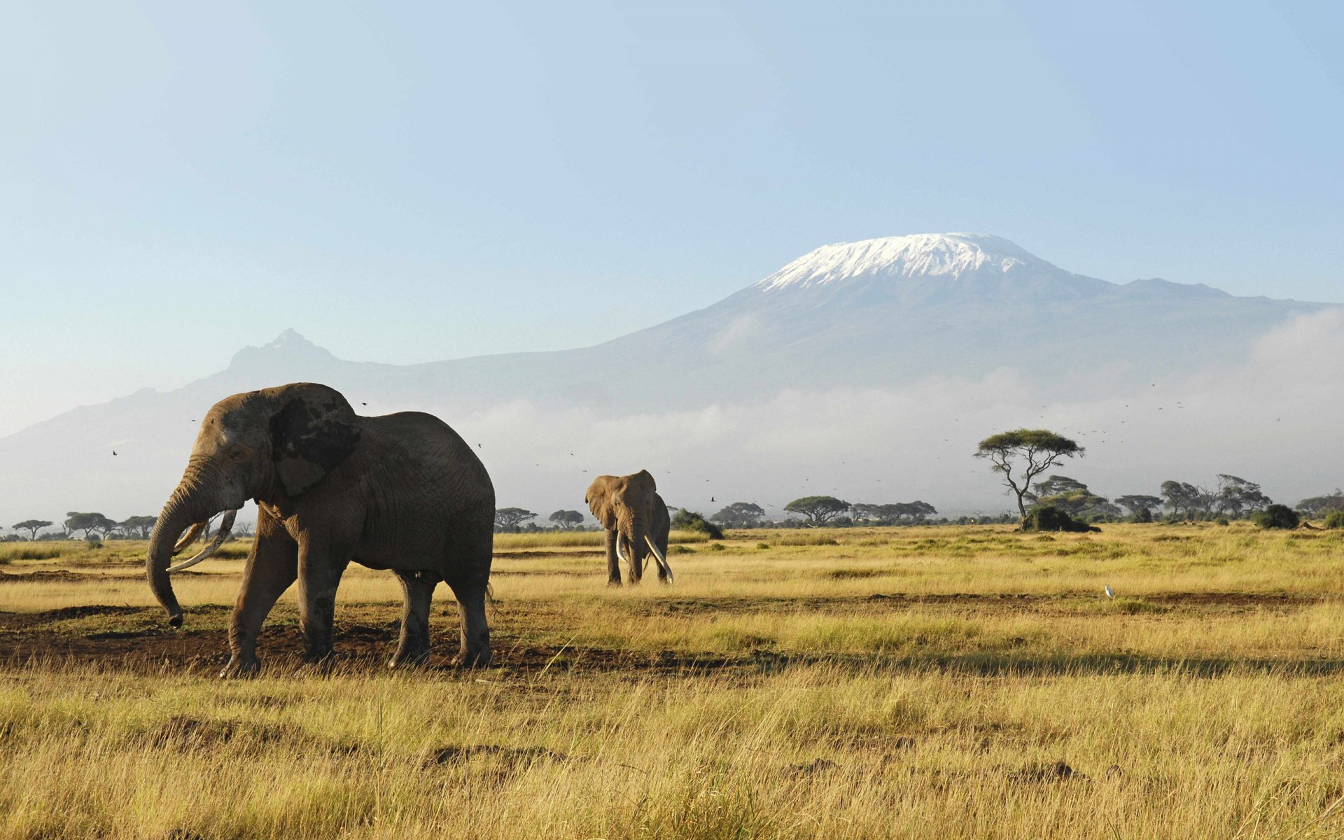 elephants animals africa australia heat grass mountain morning