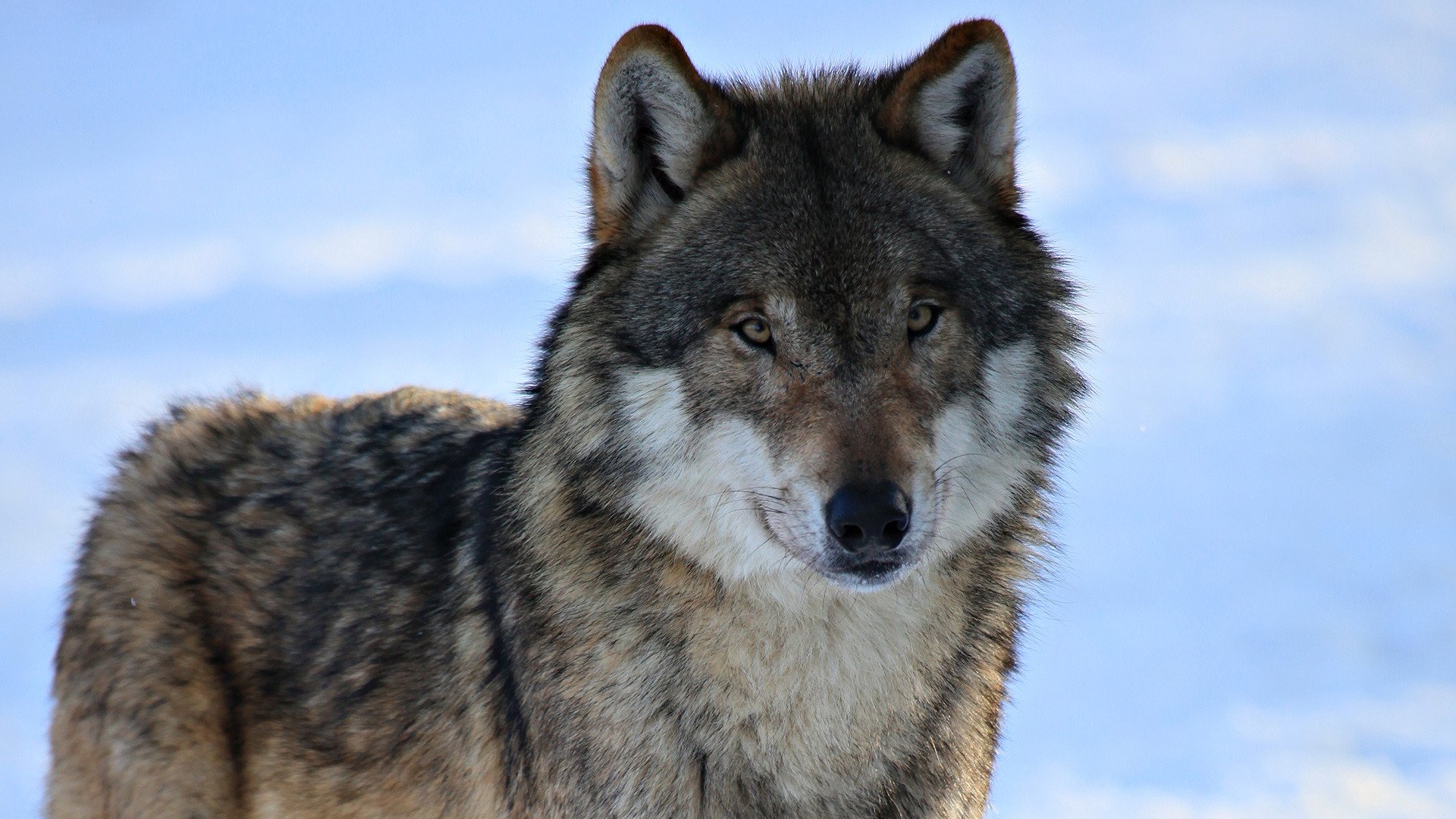 wolf view snow winter