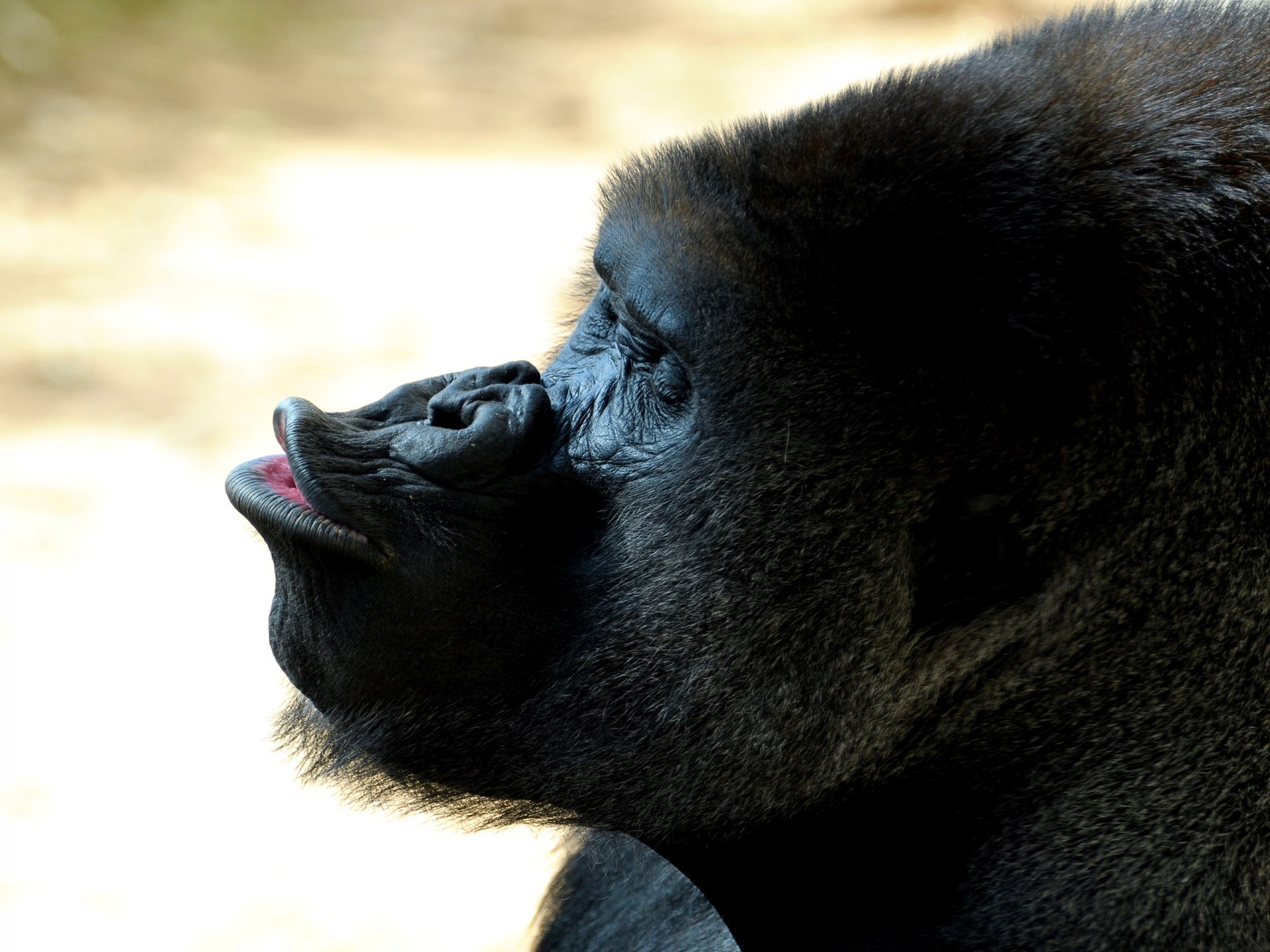 gorila hocico labios