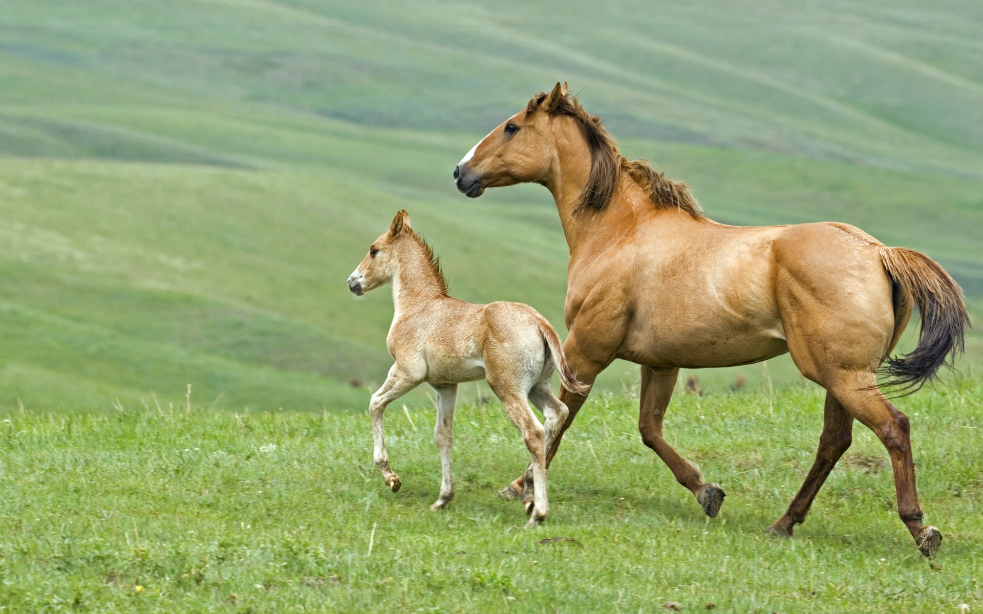 horse foal gra