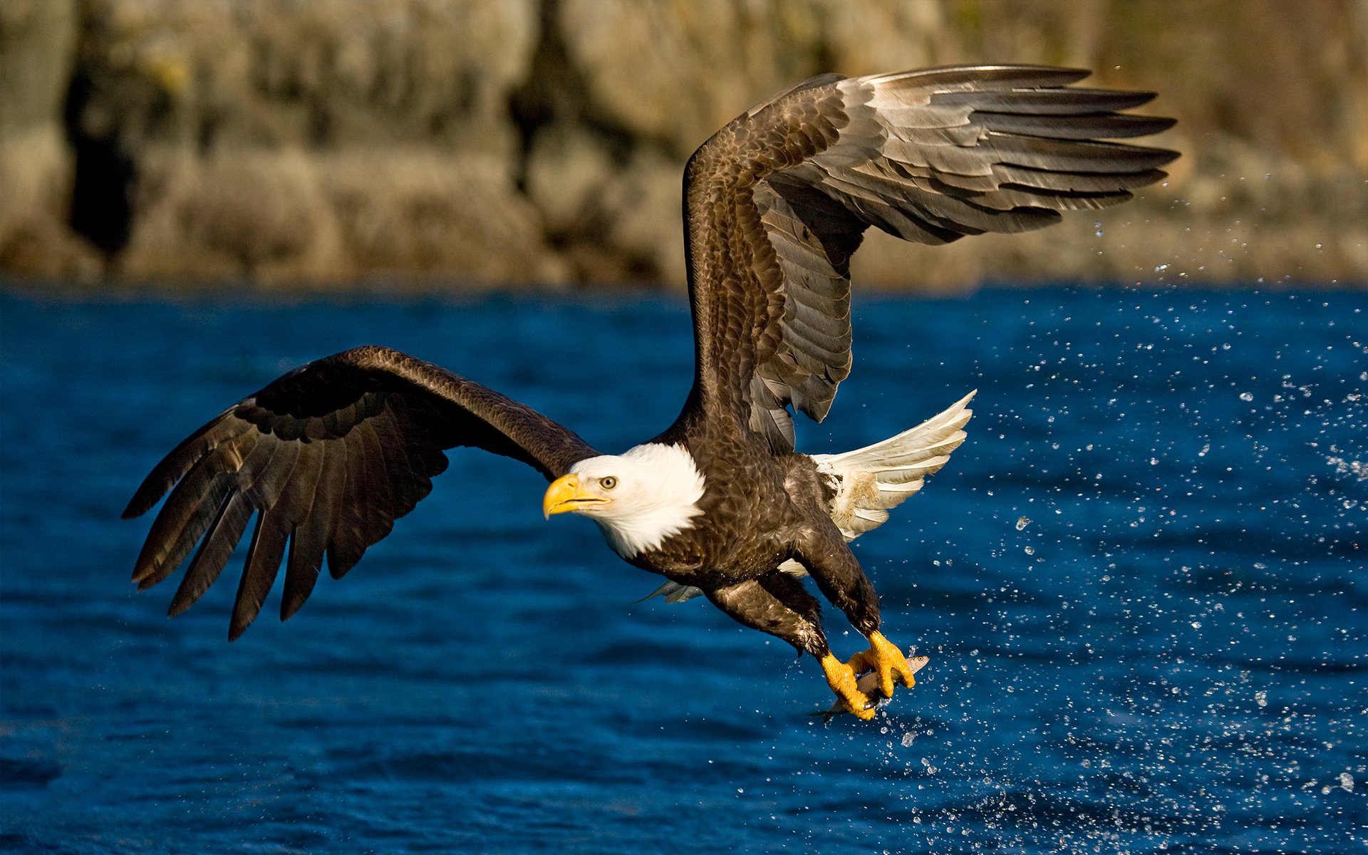 eagle poultry wings flight water spray