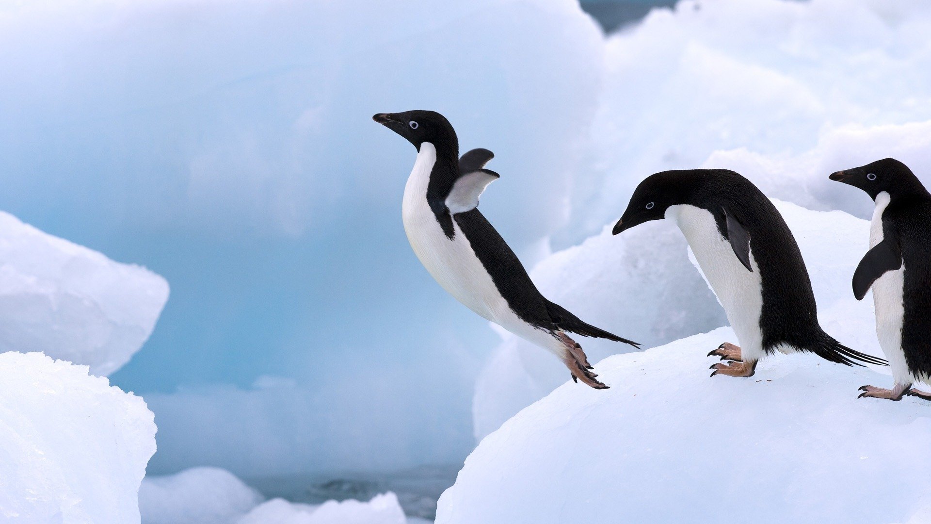 pingüino salto hielo