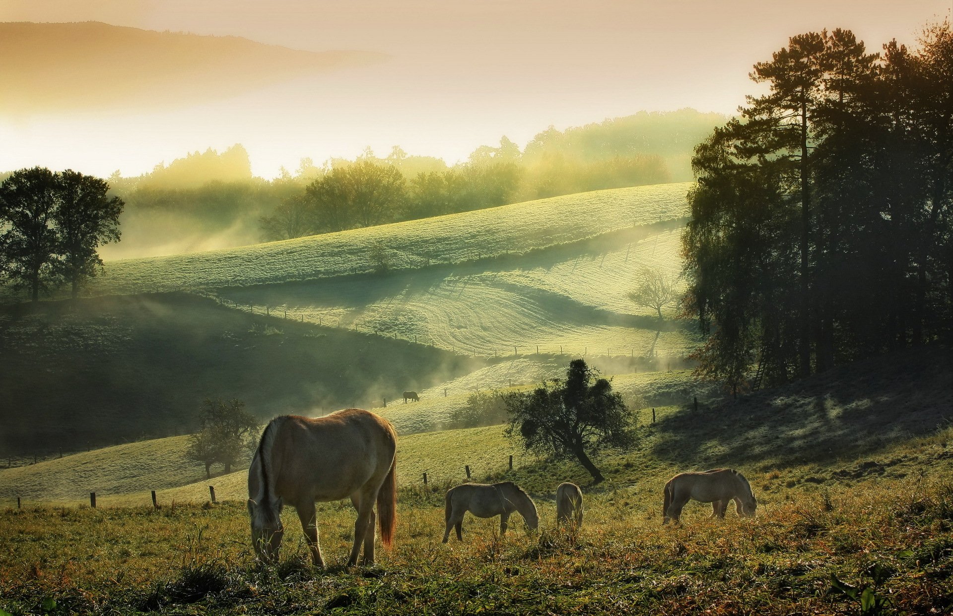 pferde morgen sommer natur nebel himmel