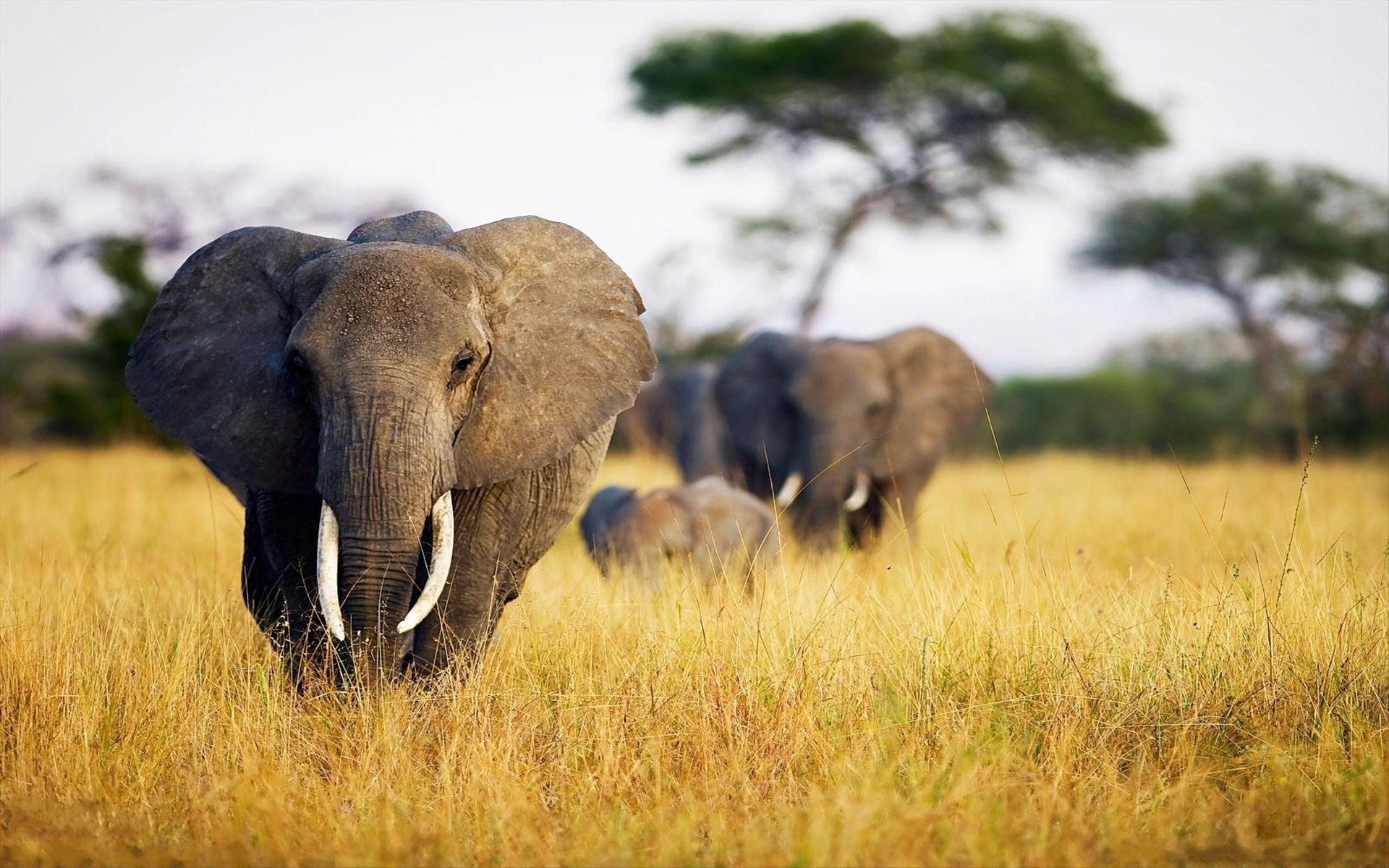 elefanti natura savana foto