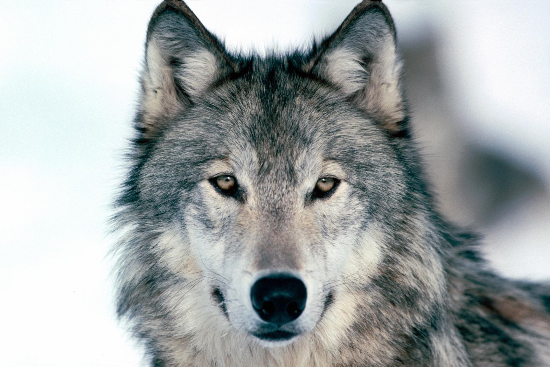 wolf grau schnauze blick augen