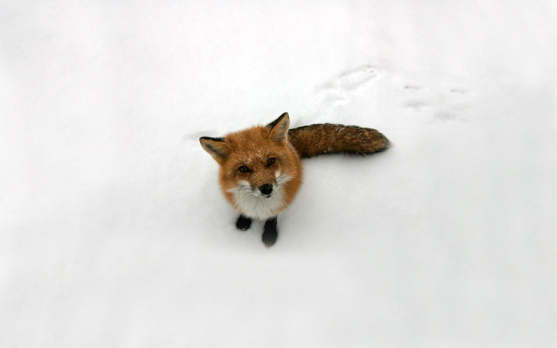 fox fox redhead snow look