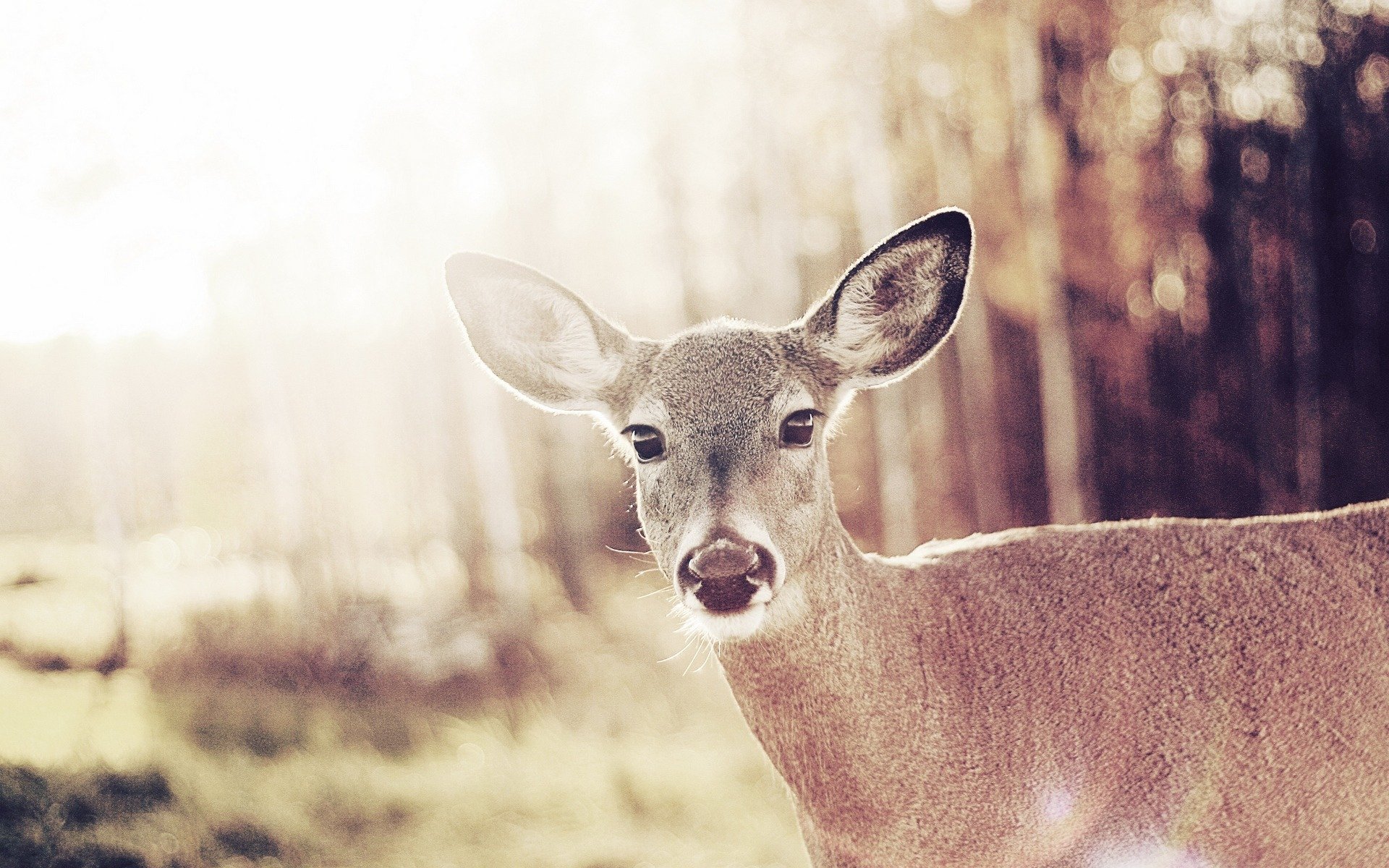 animales bambi ciervo ciervo hembra hembra salvaje mamá