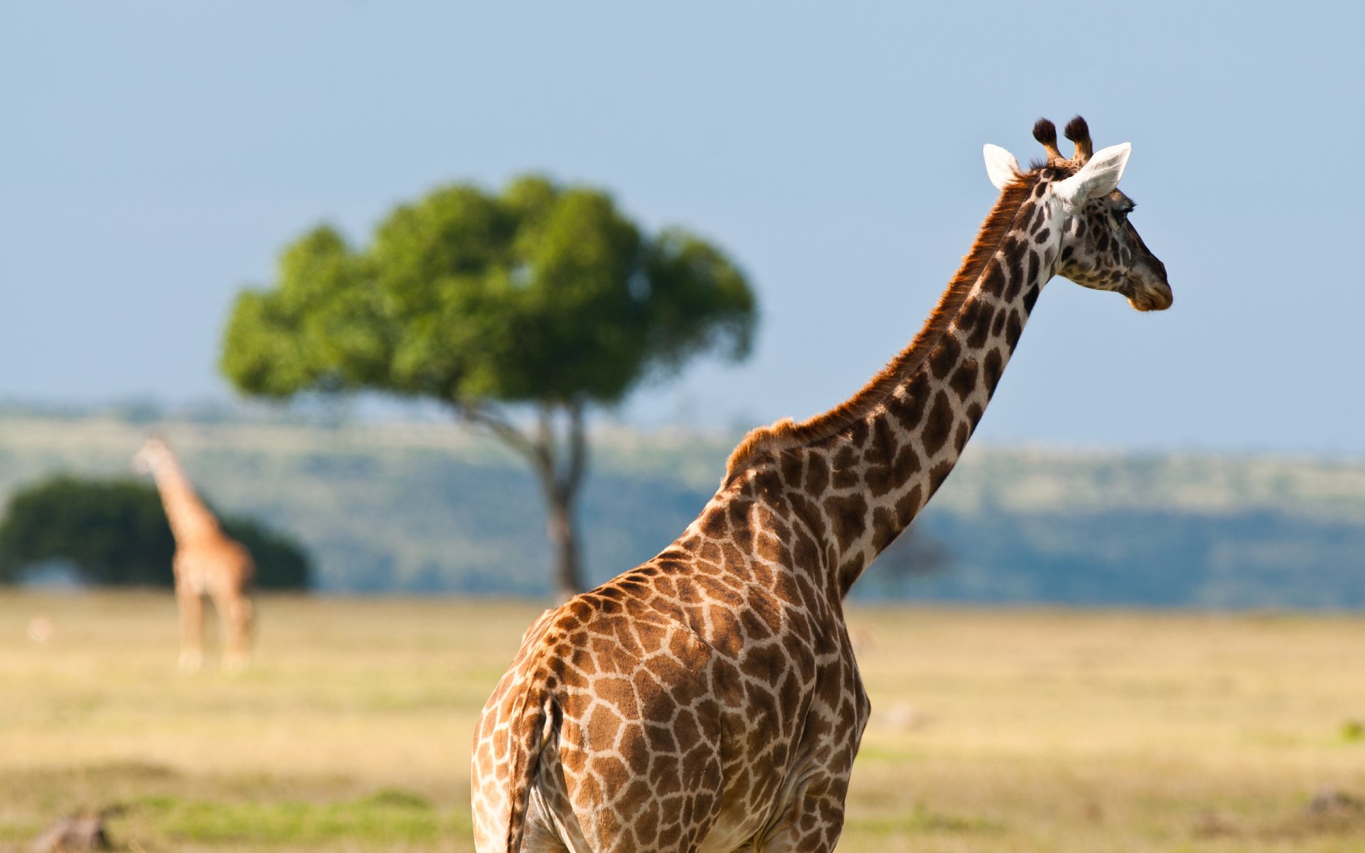 animaux faune afrique australie été chaleur girafes