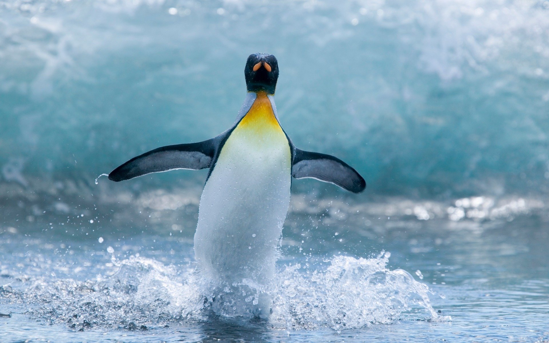 pingouin palmes ailes océan eau gouttes éclaboussures mouvement