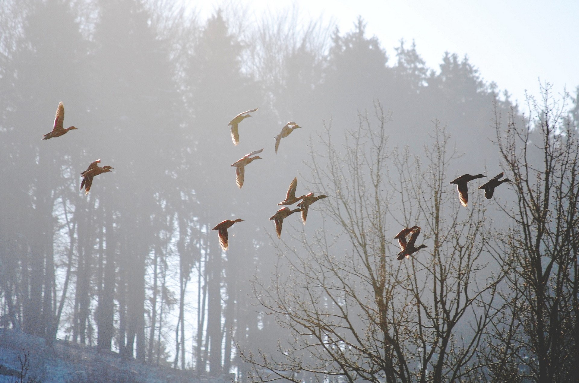 aves niebla mañana naturaleza primavera