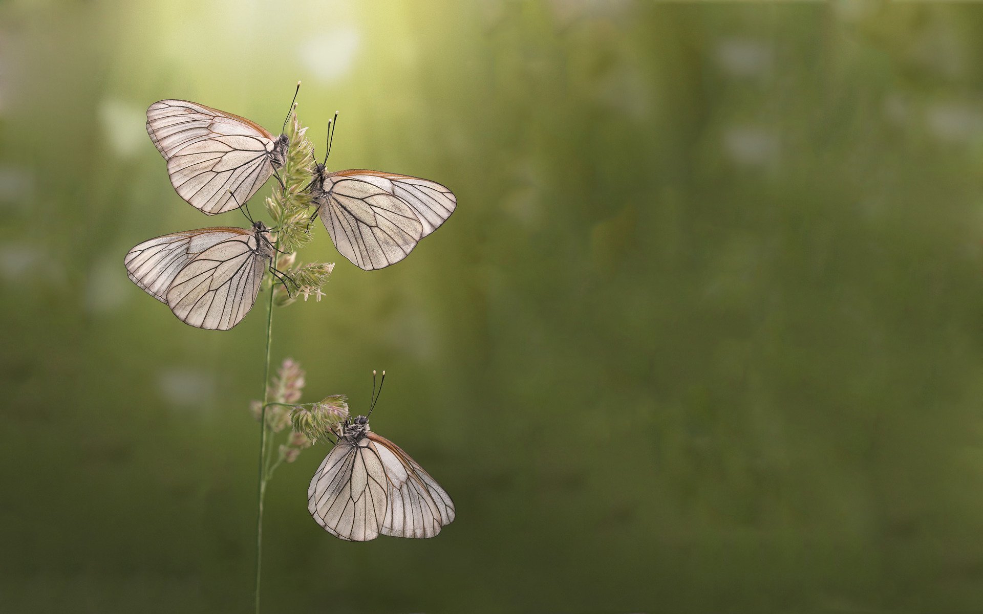 butterfly morning summer