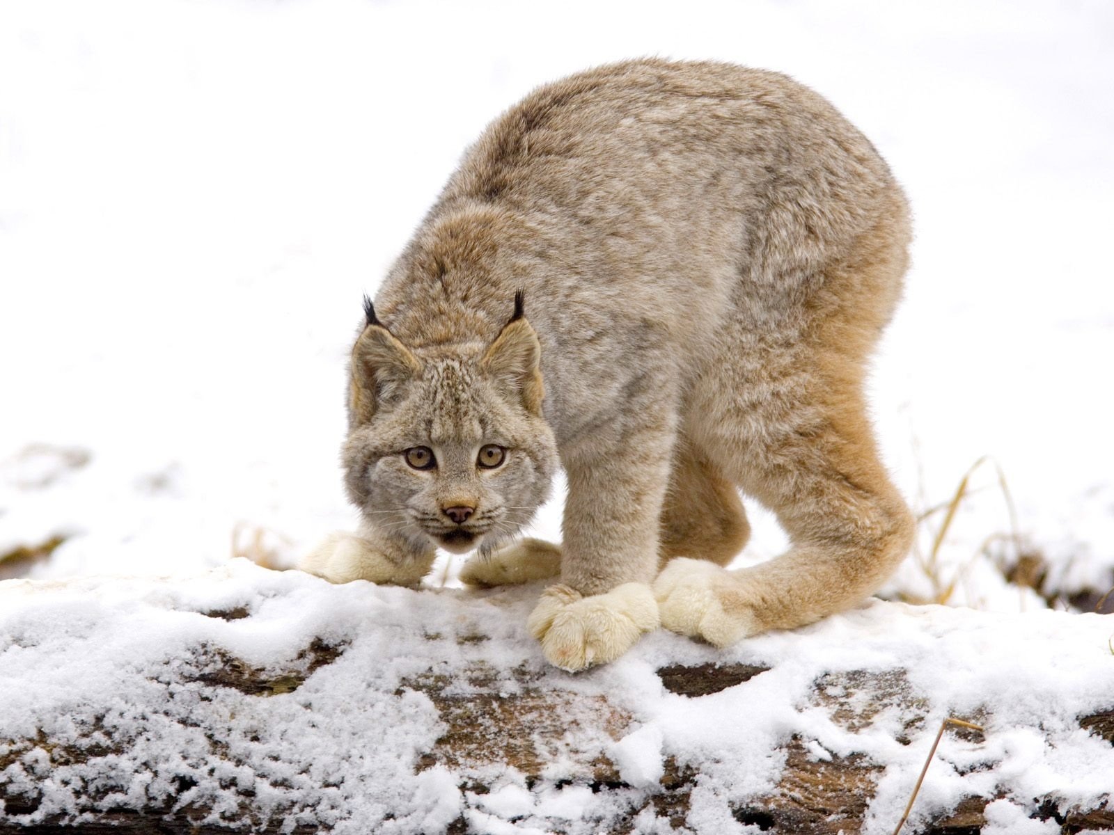 gatos gato salvaje lince