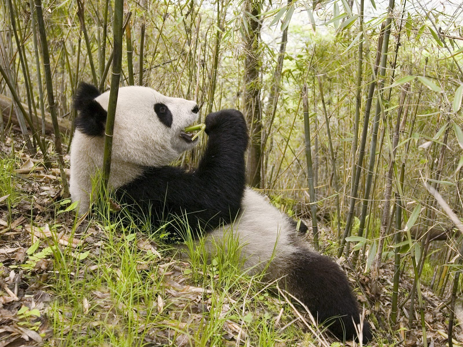 bambus teddybär mittagessen blätter panda