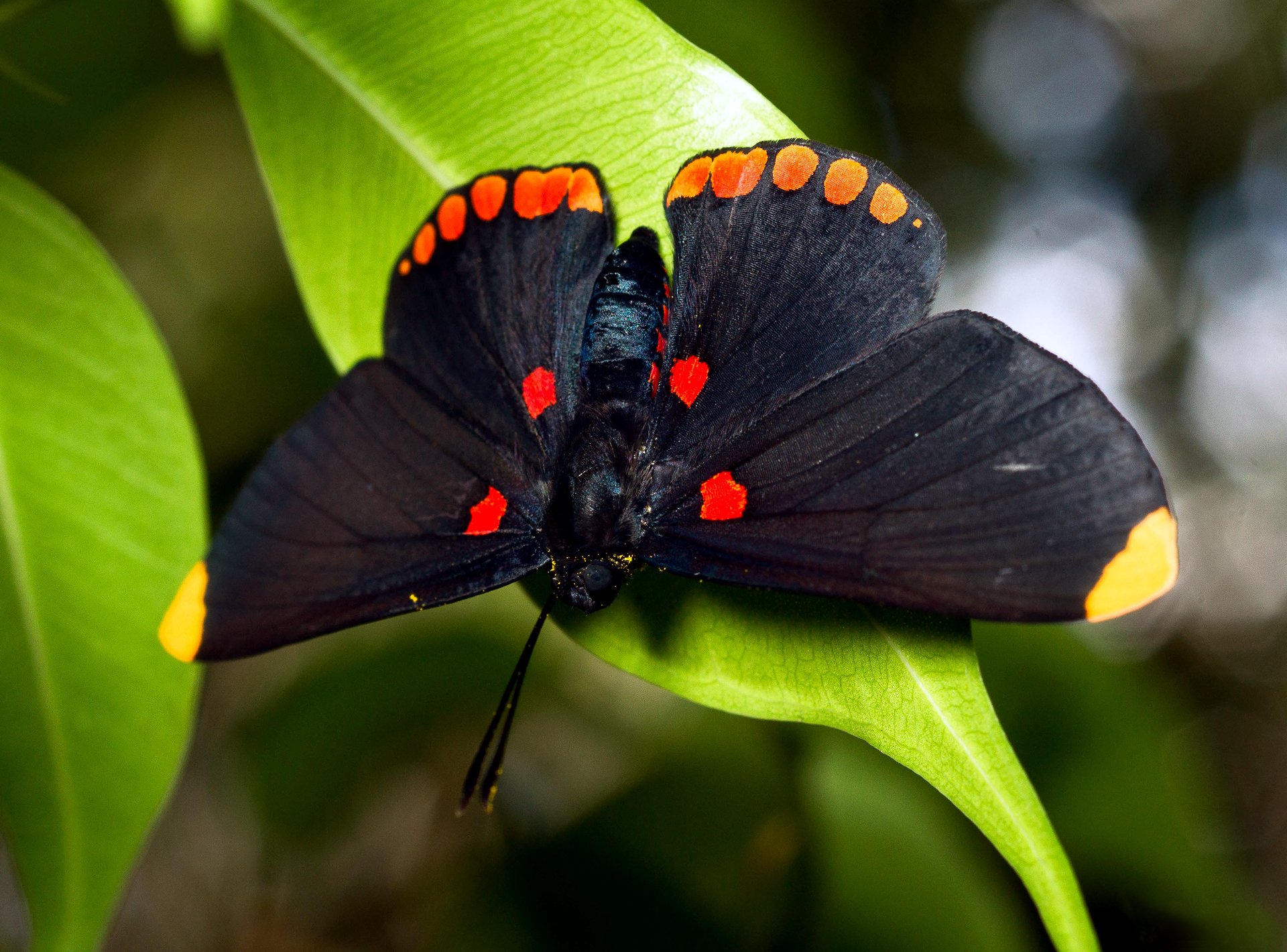 mariposa grande follaje