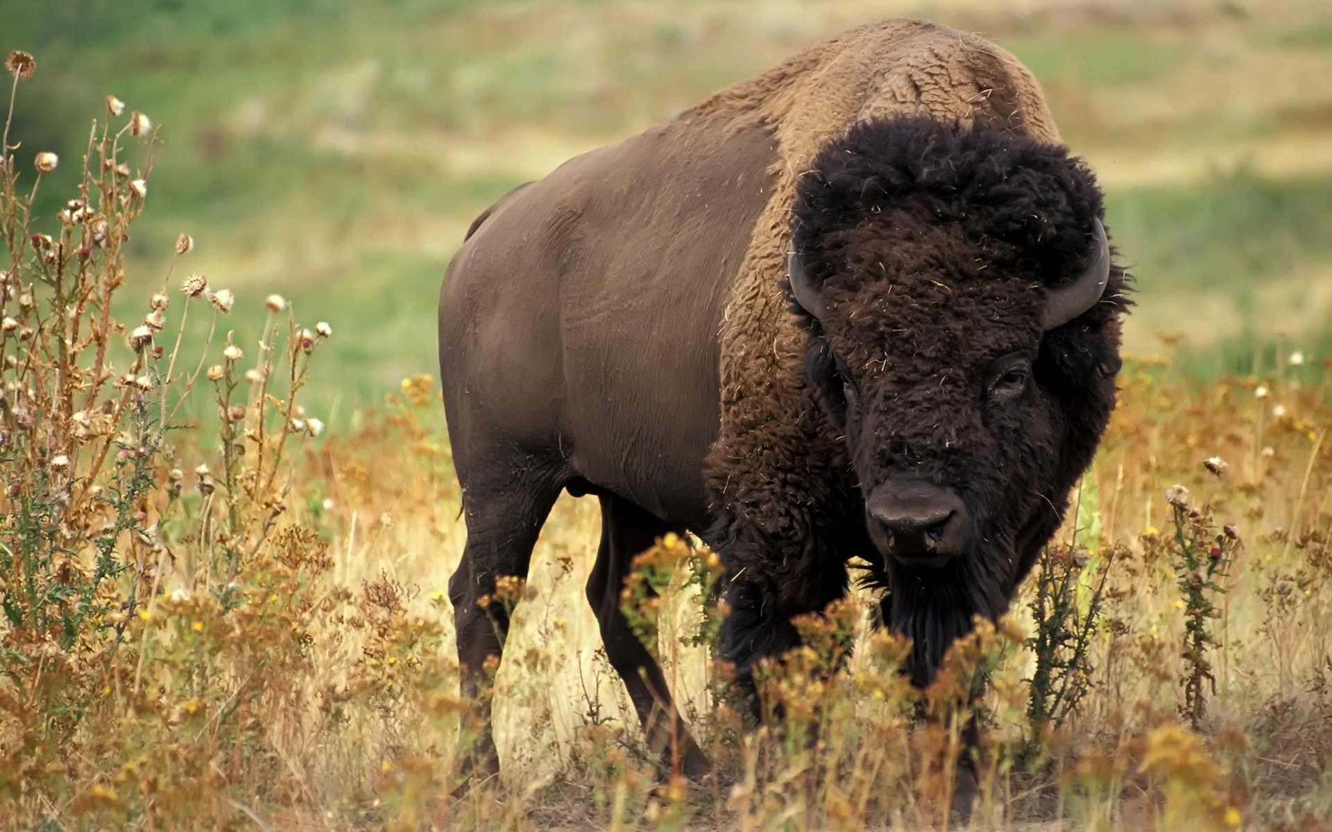 bufalo artiodattilo corna erba