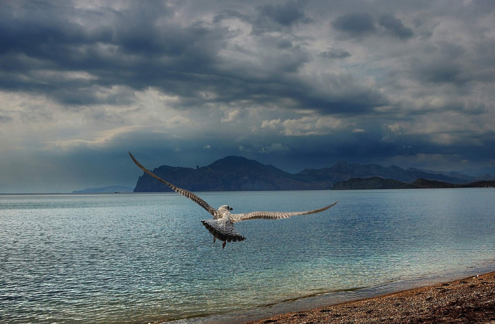 crimée noir mer mouette plage montagnes