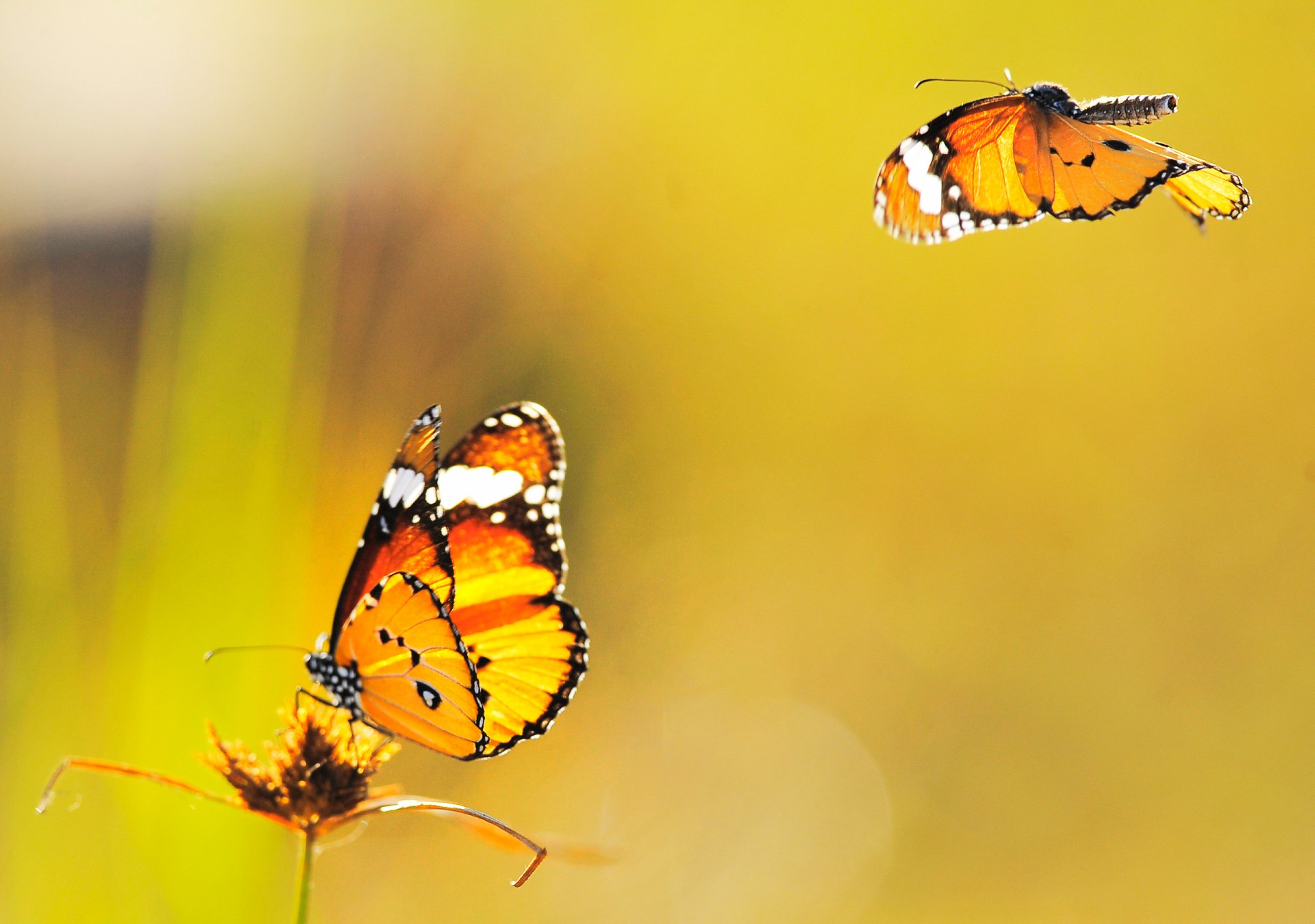 schmetterlinge hintergrund fliegen