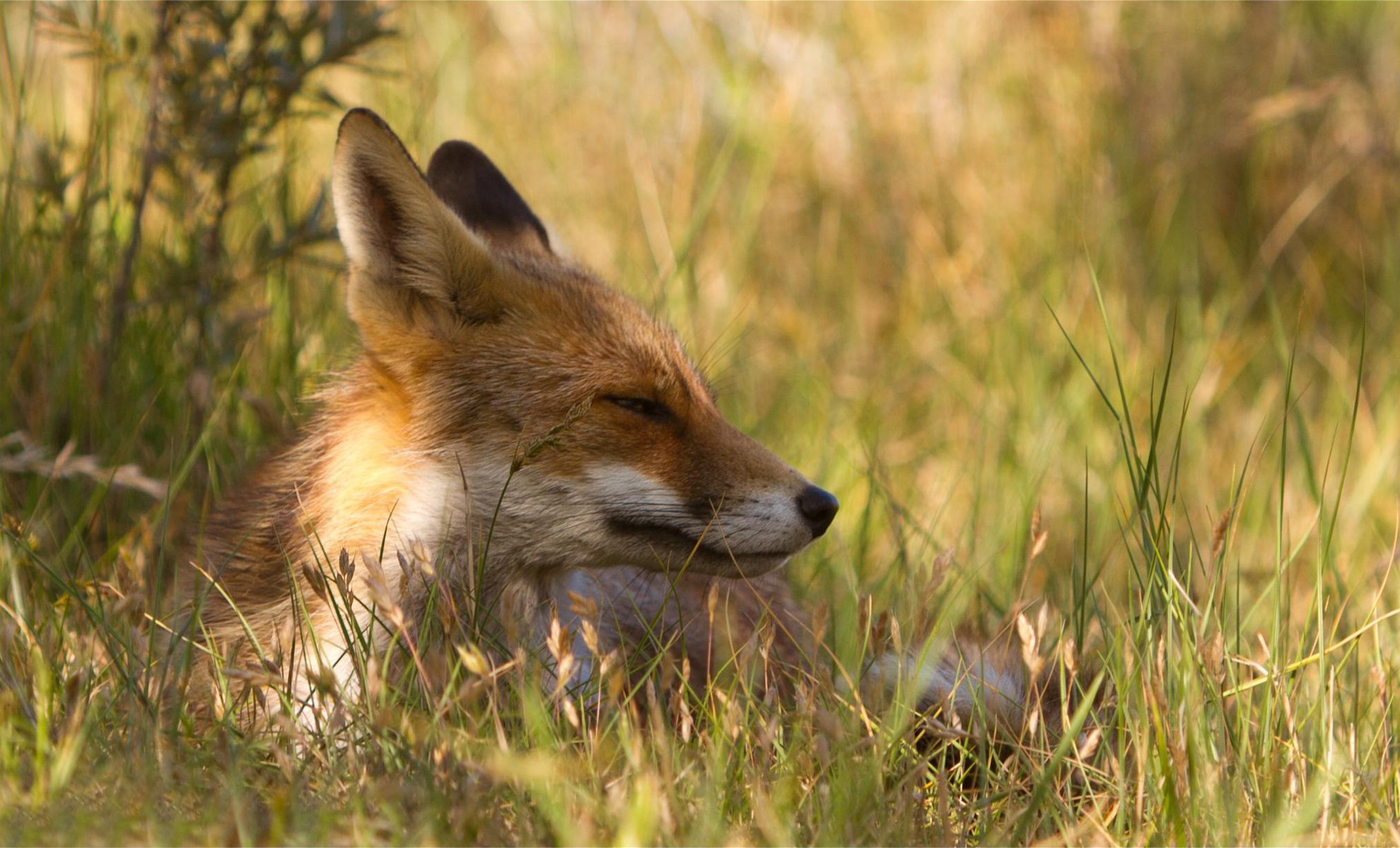 fuchs zufrieden gras natur erholung