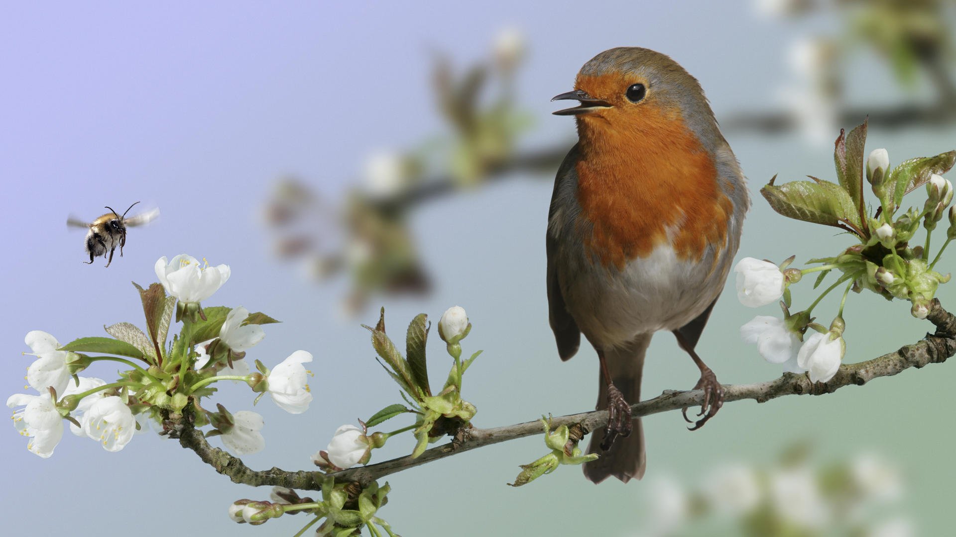 oiseau gros plan branche floraison