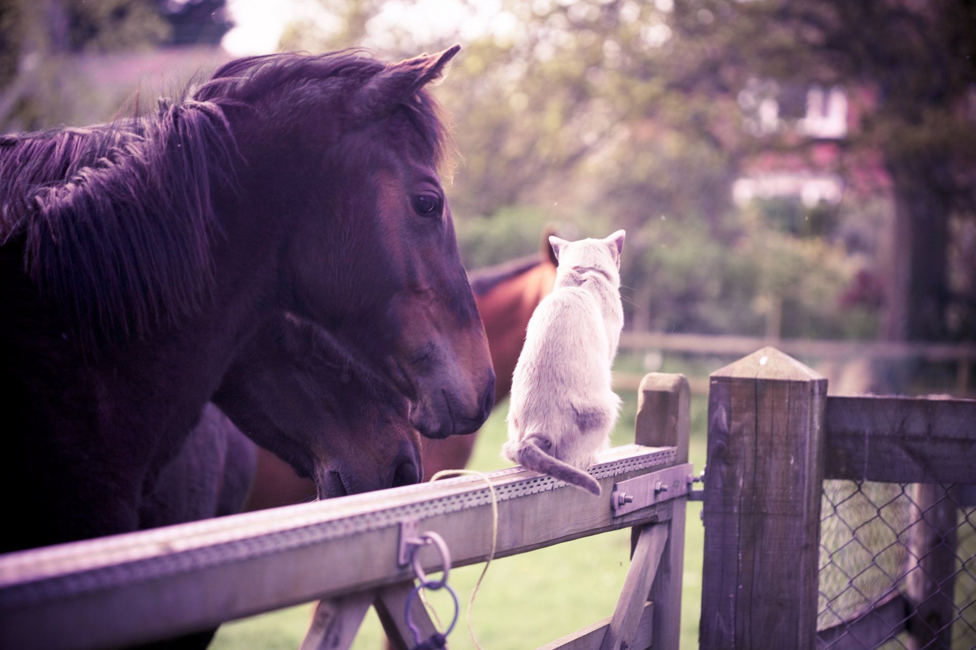 cavallo gatto bianco amicizia recinzione giardino estate animali olivia bell