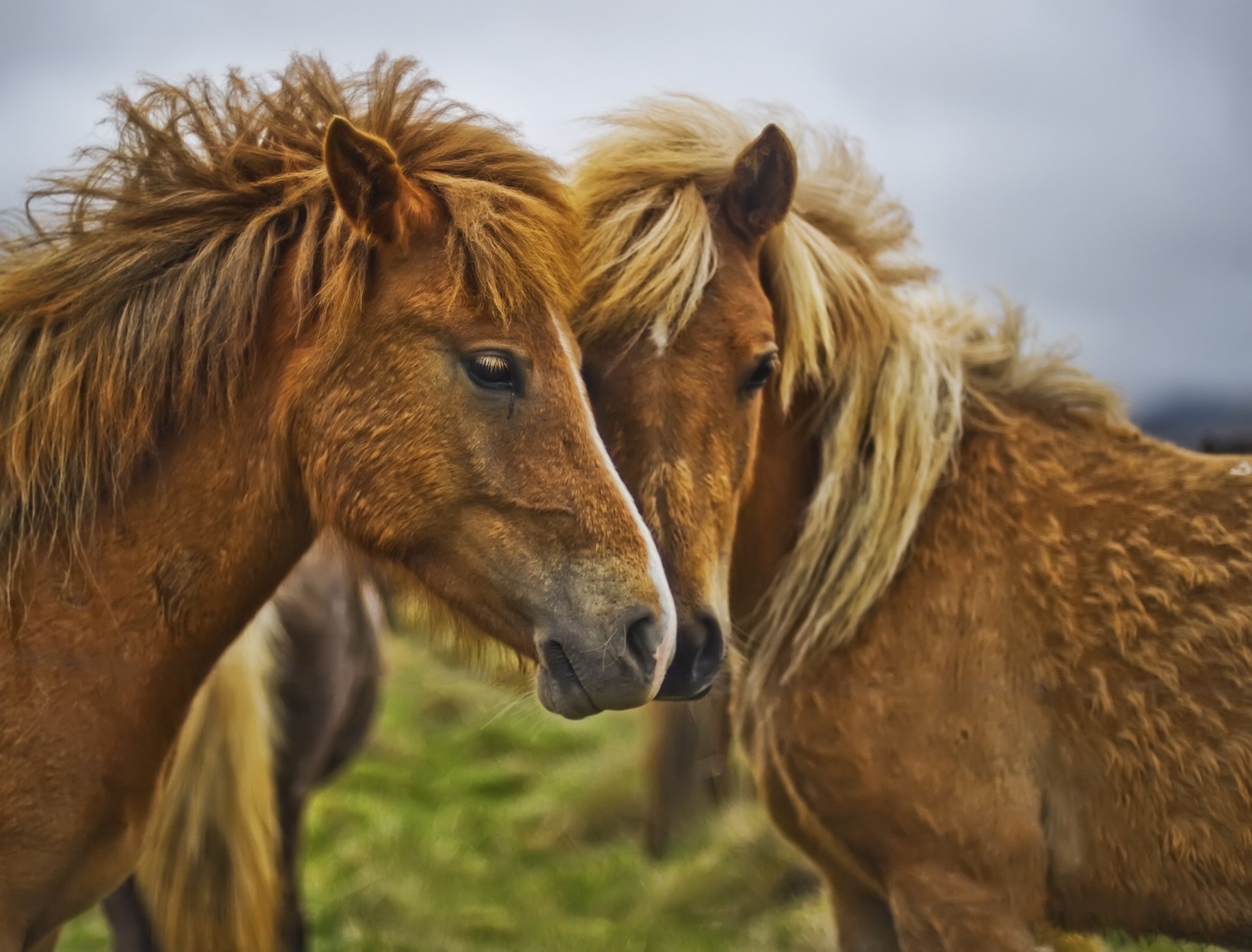 cavalli intimità criniera