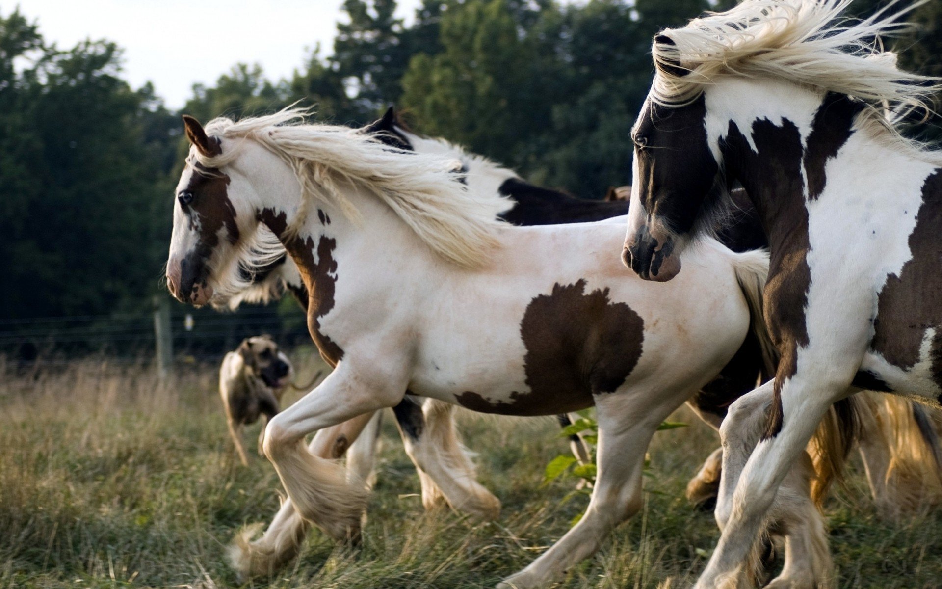 chien chevaux troupeau herbe crinière tresses corral clôture pâturage blanc couleur taches