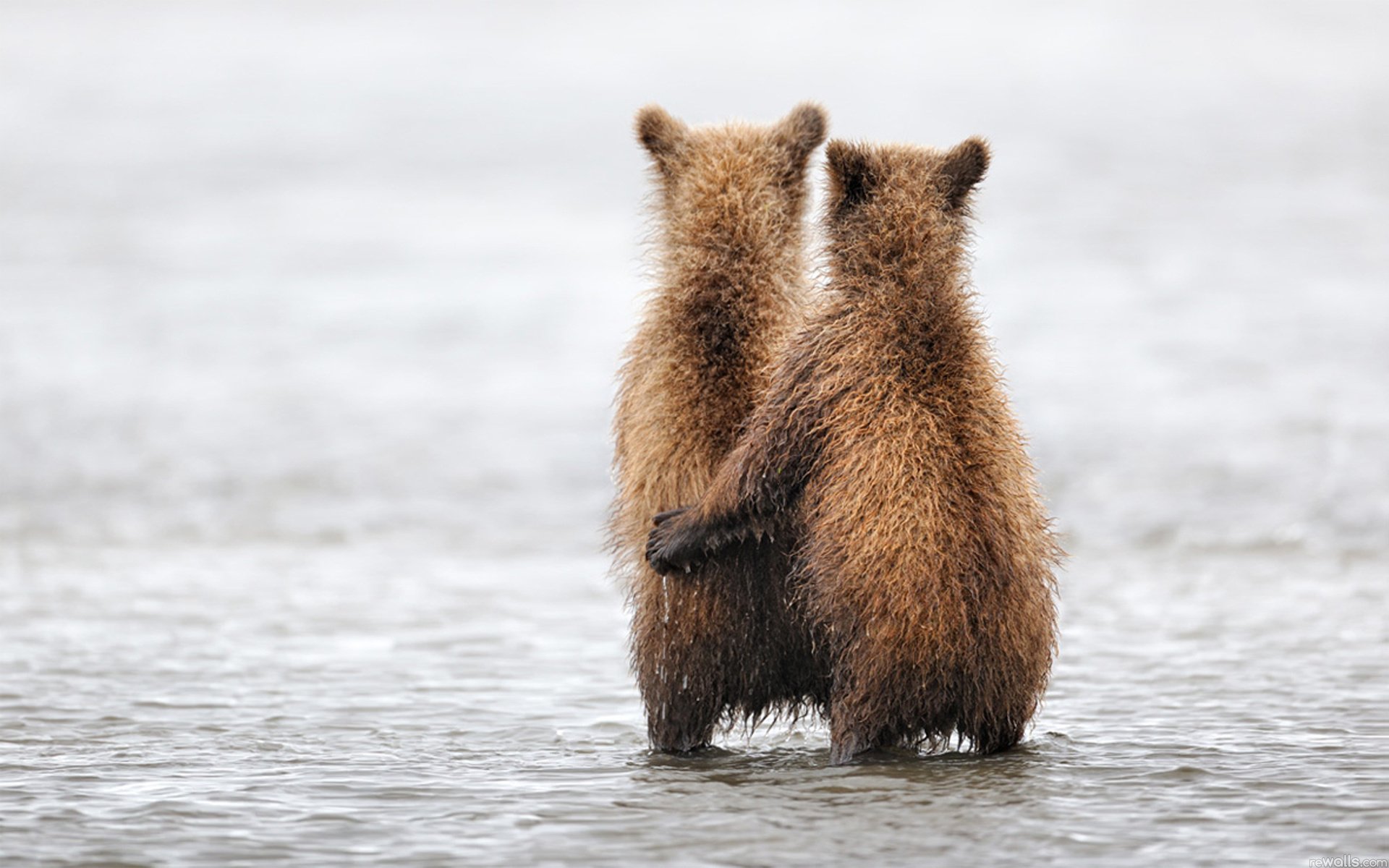 animales osos oso abrazos