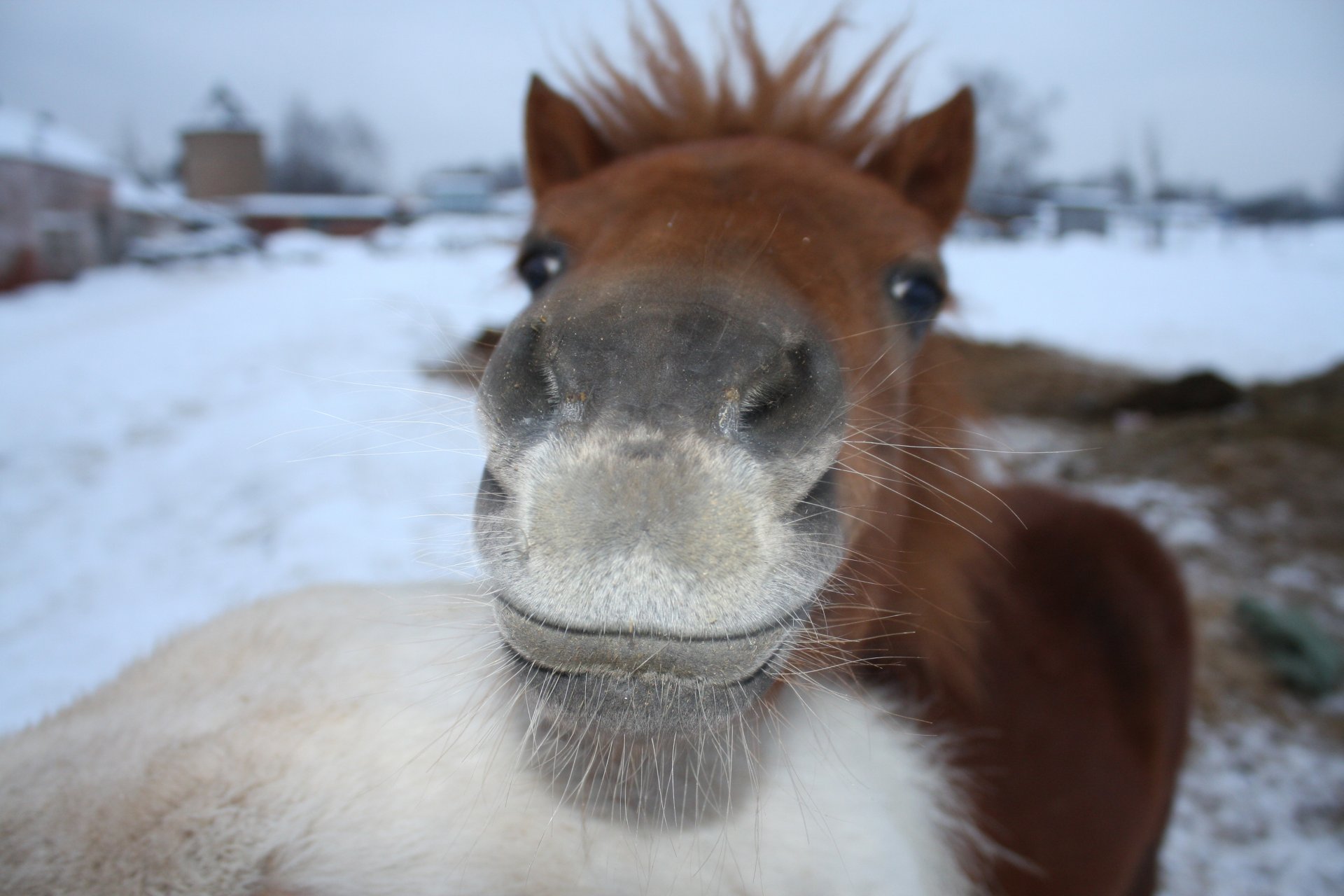 pony rojo gris feliz invierno nariz bigote