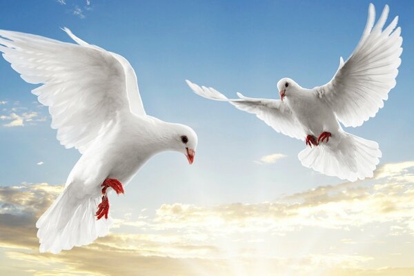 Two white doves soar in the sky