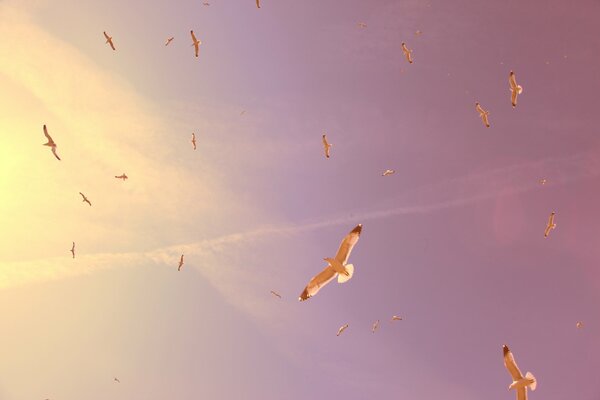 Un gran centenar de gaviotas en el cielo. Aves flotantes