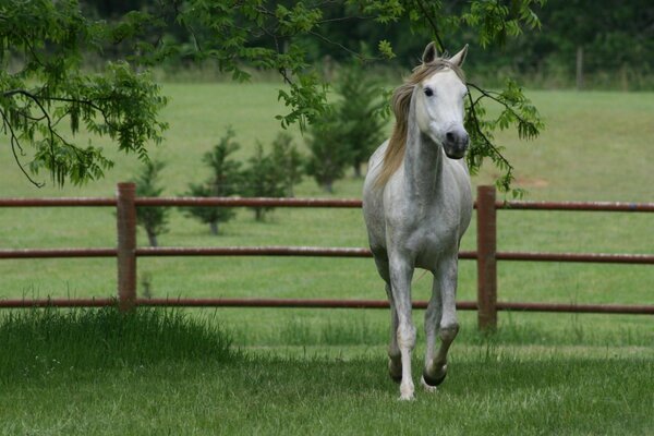 Белая лошадь на фоне заора и зеленой травы