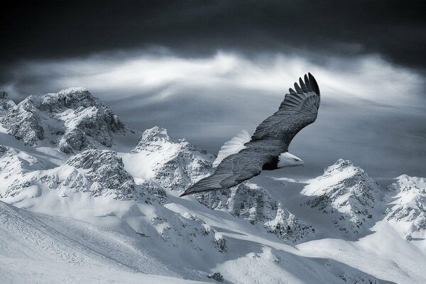 Черно-белое изображение парящего над горами орла