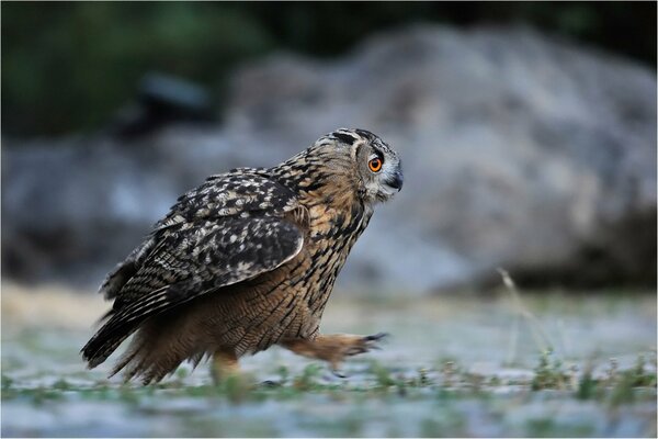 A fluffy owl walking on the ground
