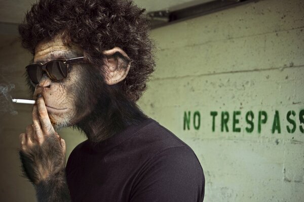 Un singe dans un col roulé noir fume près d un mur avec une inscription