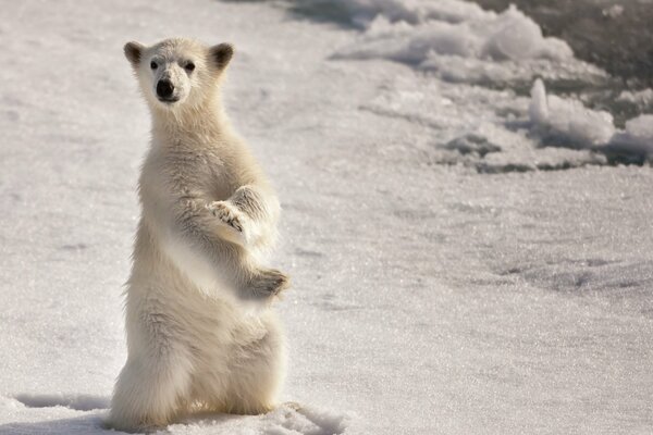 White bear on a snowy background