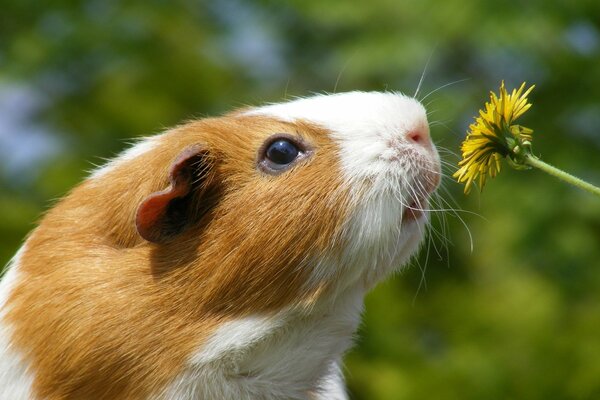 Guinea pig sniffs dandelion