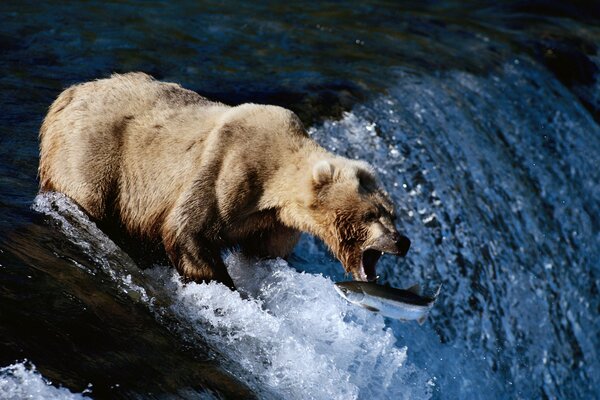 Niedźwiedź na rzece łowi ryby