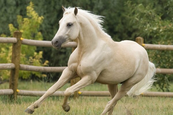 Cheval blanc galopant sur l herbe