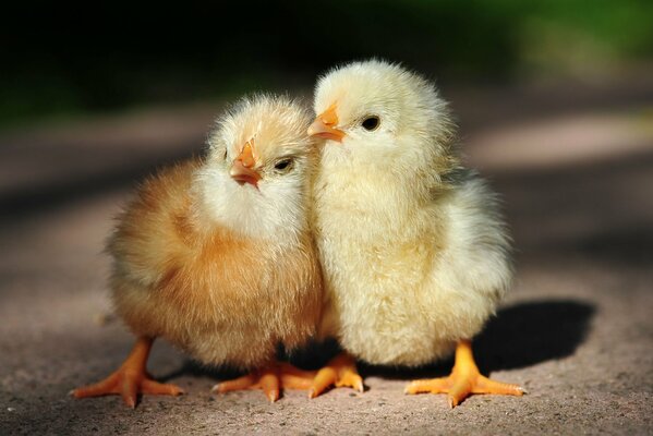 A pair of chicks snuggled up to each other