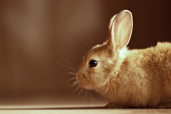 Mały króliczek, siedzi wyostrzając uszy, rozstawiając wąsy