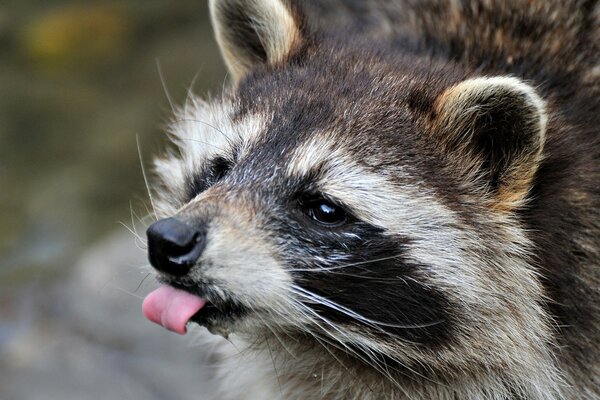 Cute raccoon shows tongue