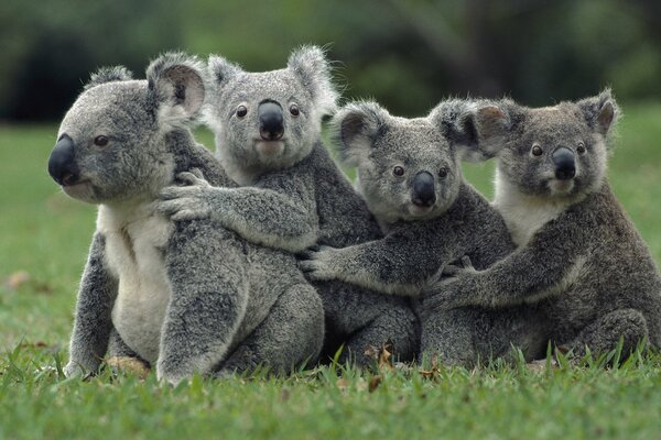 A wonderful family of beautiful koalas