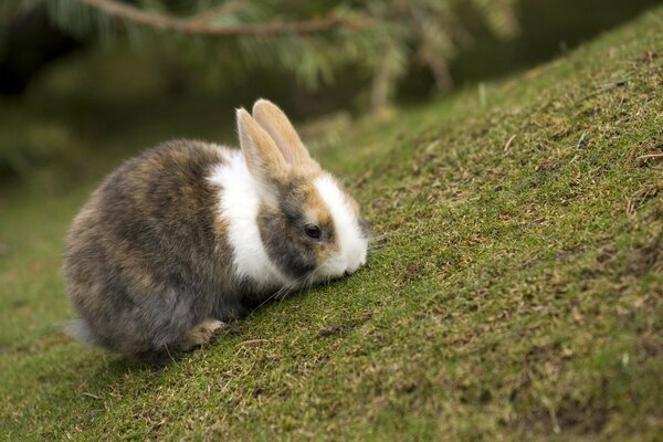 A beautiful rabbit on the grass